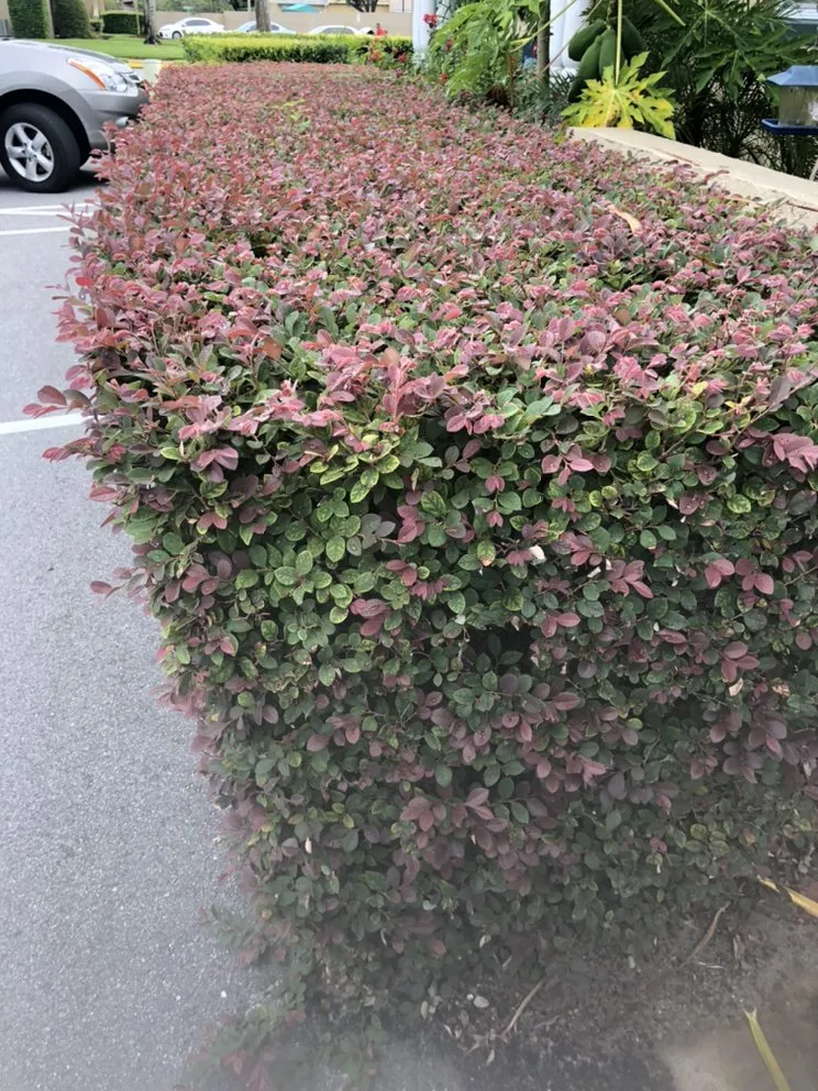 Reliable landscape design for year-round maintenance in Leesburg, FL by RL landscaping group