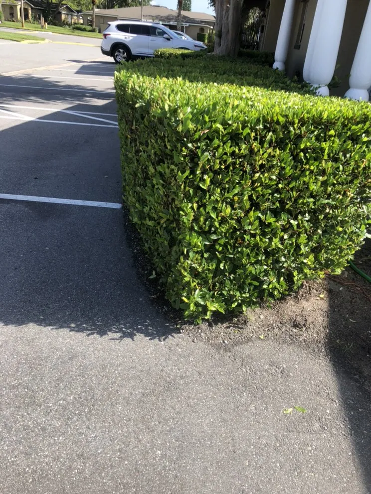 Affordable landscape installation in Leesburg, FL - RL landscaping group