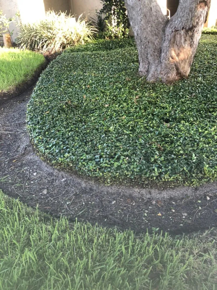 Trusted yard cleanup service experts serving Leesburg, FL - RL landscaping group