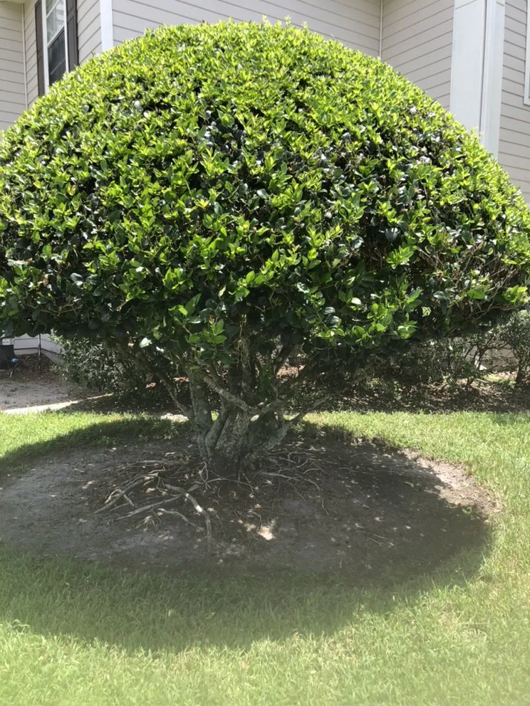 Reliable residential landscaping experts serving Leesburg, FL - RL landscaping group