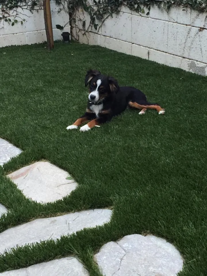 Affordable yard cleanup service in Moorpark, CA - RLC Synthetic Turf