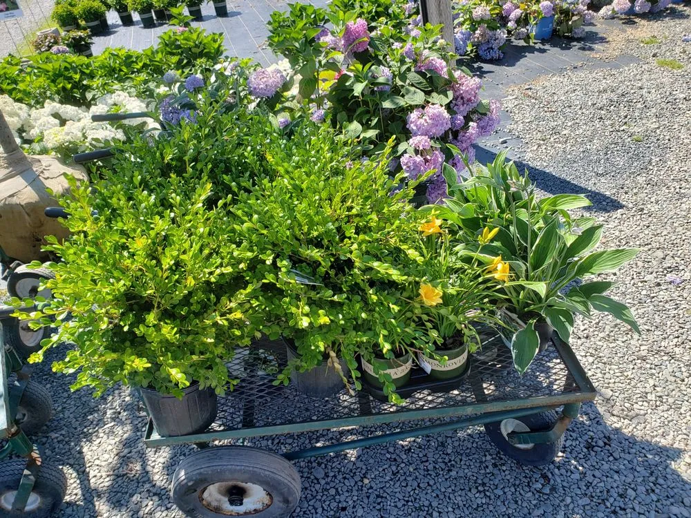 Affordable yard cleanup service in Lynn, MA by RLD Landscaping & Construction