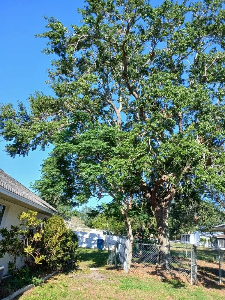 Top-rated yard cleanup service in Frostproof, FL by RLF Land Services