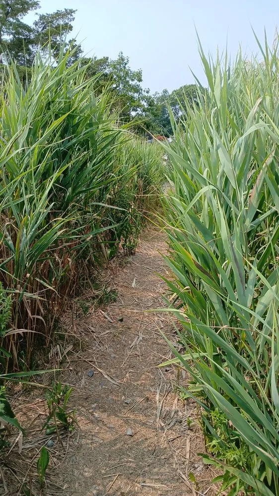 Affordable lawn care service for residential properties in Brimfield, MA by RLH Enterprises