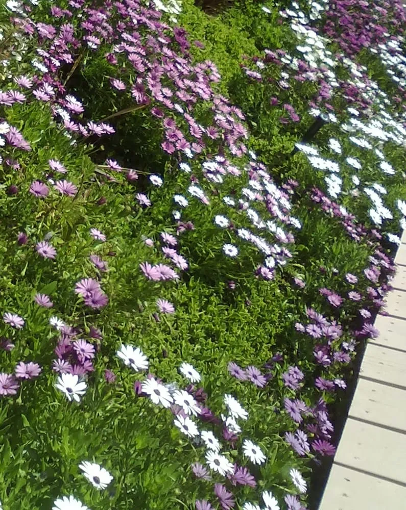 Reliable landscaping services near you in Stanton, CA by RLO Landscape