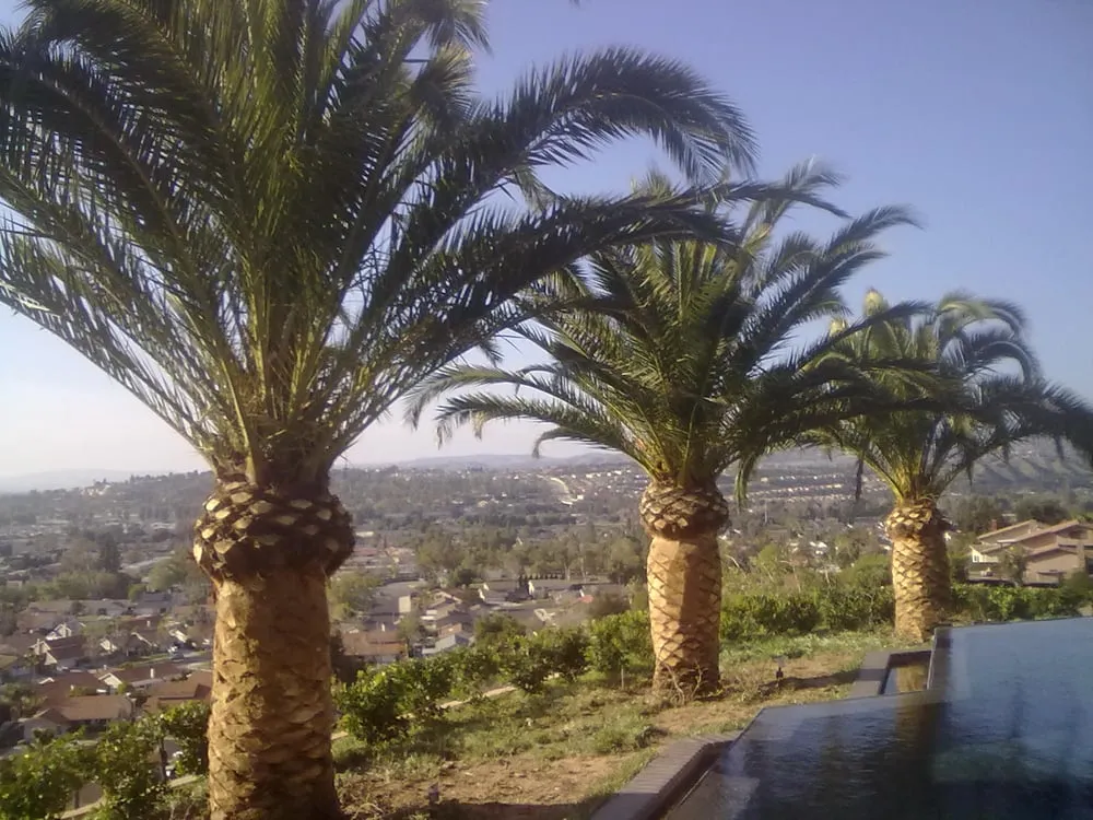 Professional garden landscaping in Stanton, CA by RLO Landscape