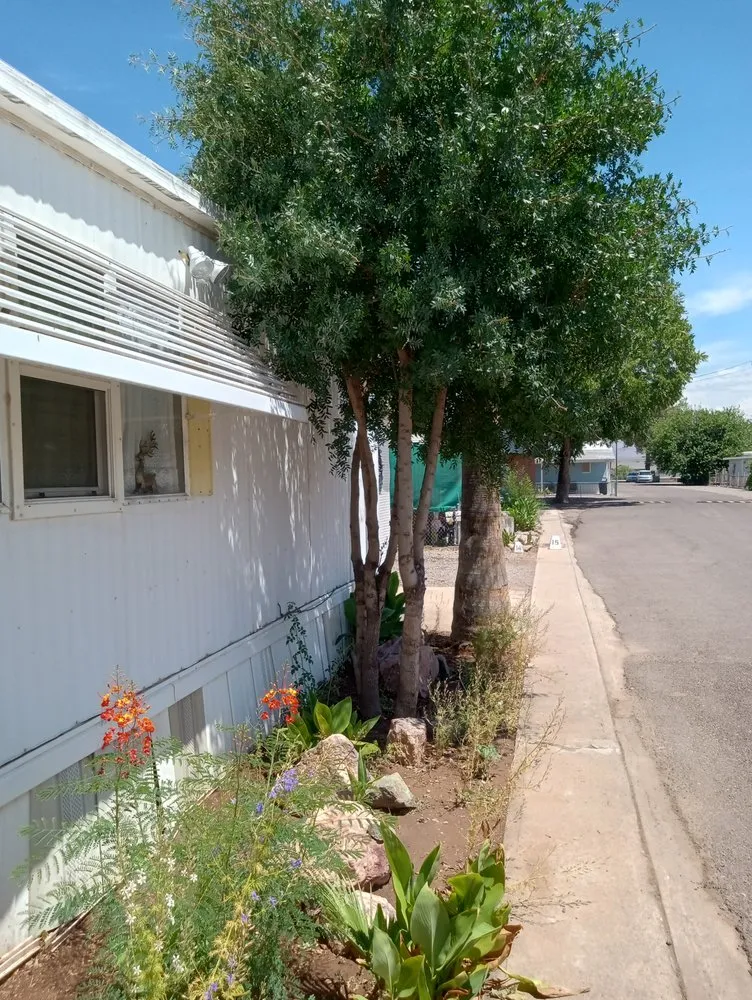 Top-rated landscape installation in Safford, AZ - RLO Lawn Care LLC