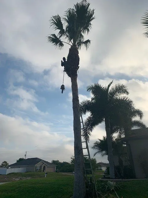 Local lawn care service experts serving Fort Myers, FL - RLTC