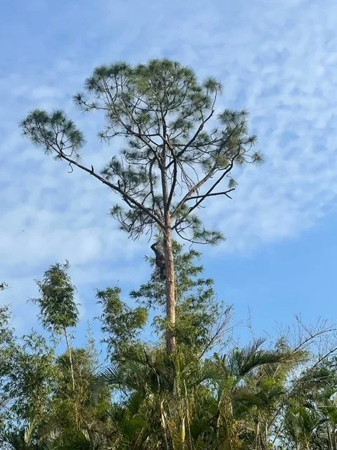 Affordable landscape design with custom design in Fort Myers, FL by RLTC