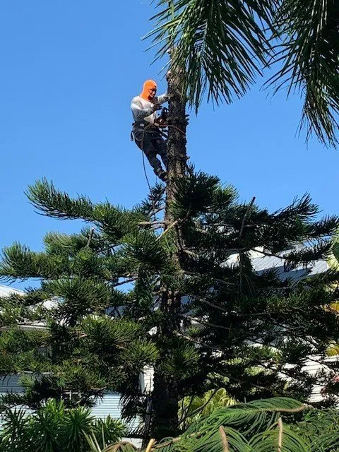 Expert landscaping services experts serving Fort Myers, FL - RLTC