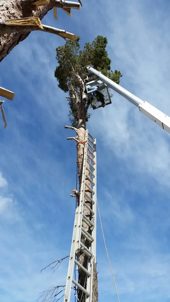 Custom outdoor landscaping experts serving Hesperia, CA - RM Landscaping