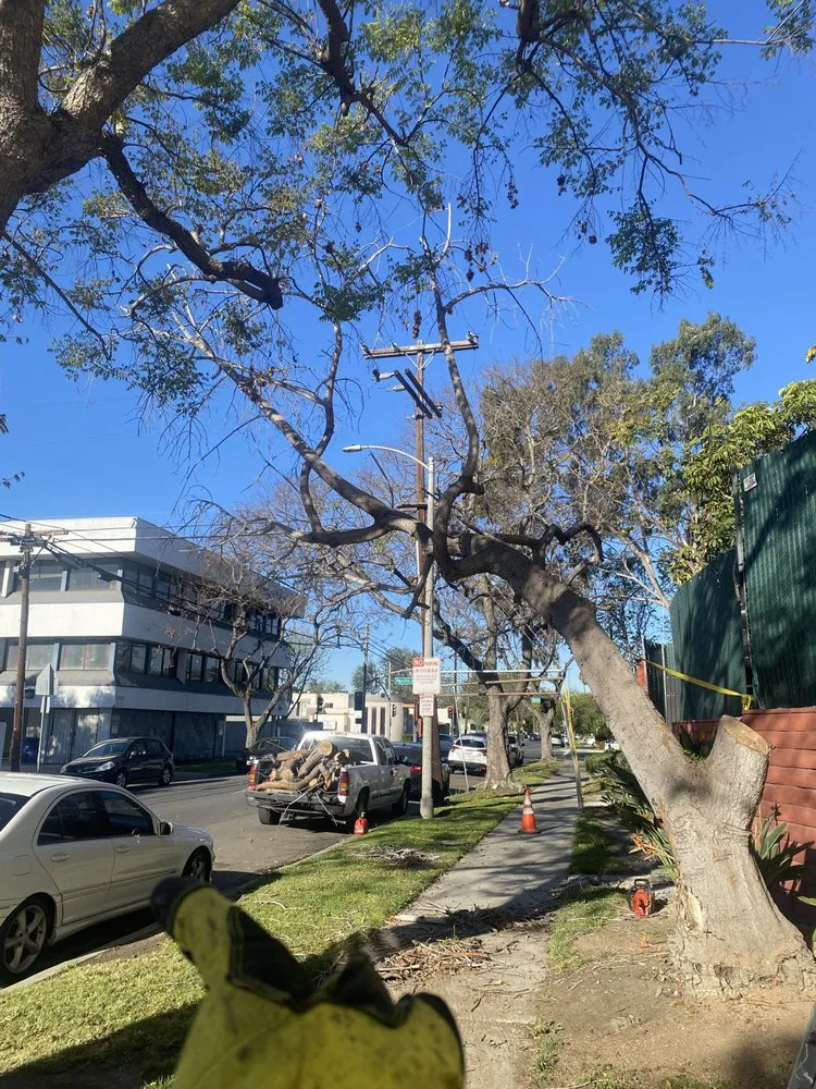 Custom landscape design in Long Beach, CA by Rm Landscaping