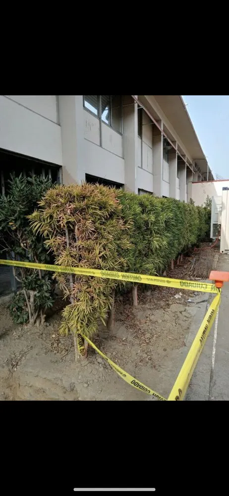 Trusted lawn care service for homes across Long Beach, CA - Rm Landscaping