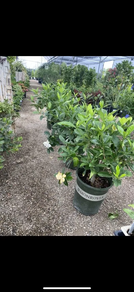 Custom landscaping services with custom design in Long Beach, CA by Rm Landscaping