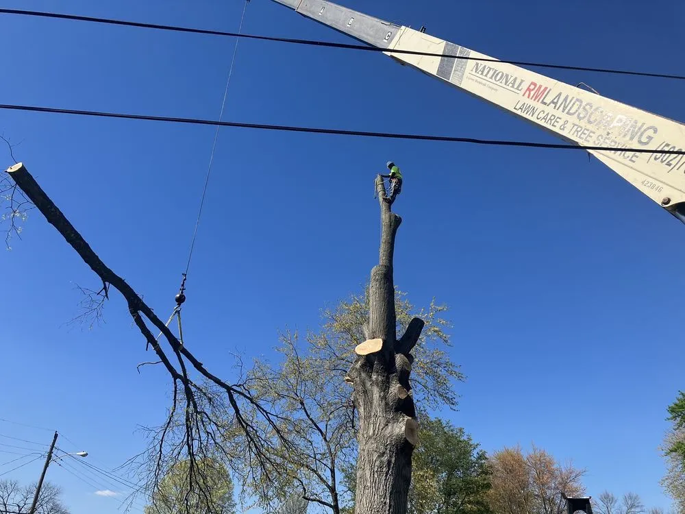 Expert lawn care service experts serving Louisville, KY - Rm Tree & Stump Removal