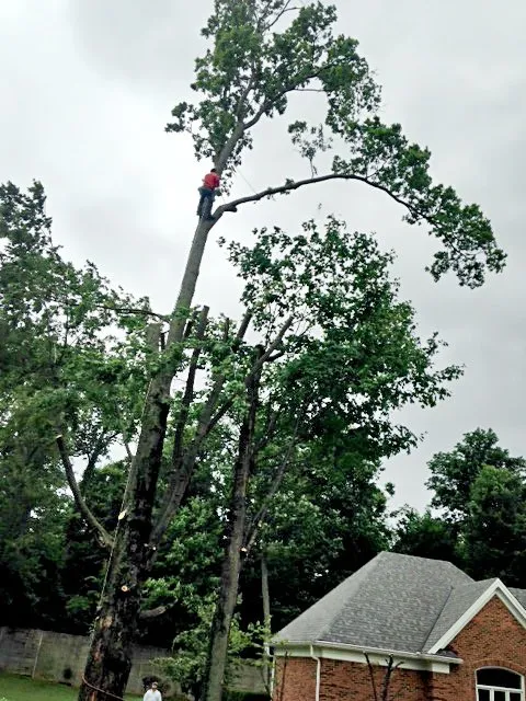 Expert lawn care service for beautiful yards across Louisville, KY - Rm Tree & Stump Removal