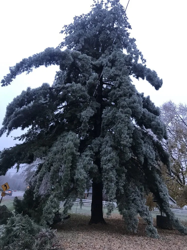 Top-rated landscape installation in Louisville, KY by Rm Tree & Stump Removal