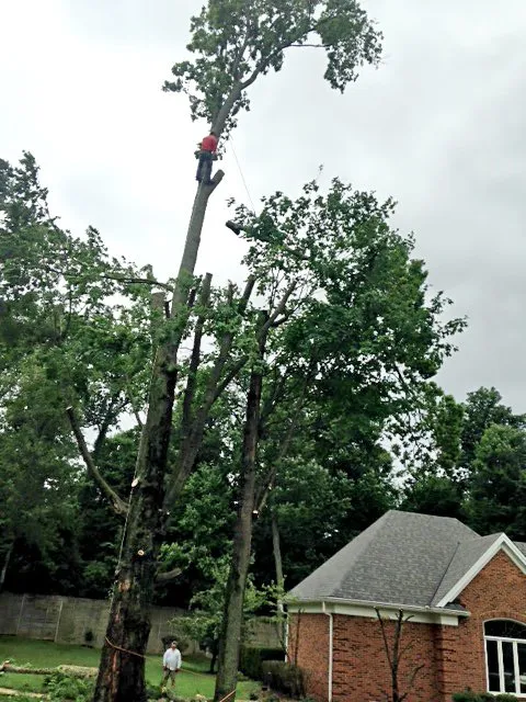 Local lawn care service with custom design in Louisville, KY by Rm Tree & Stump Removal