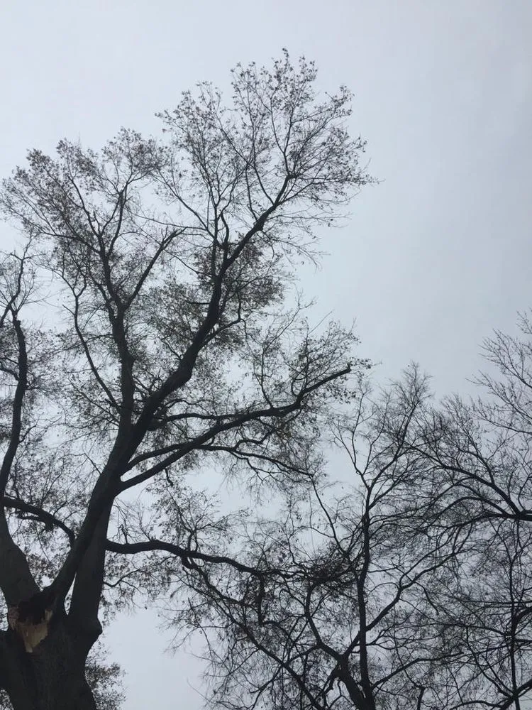 Top-rated yard cleanup service in Louisville, KY by Rm Tree & Stump Removal