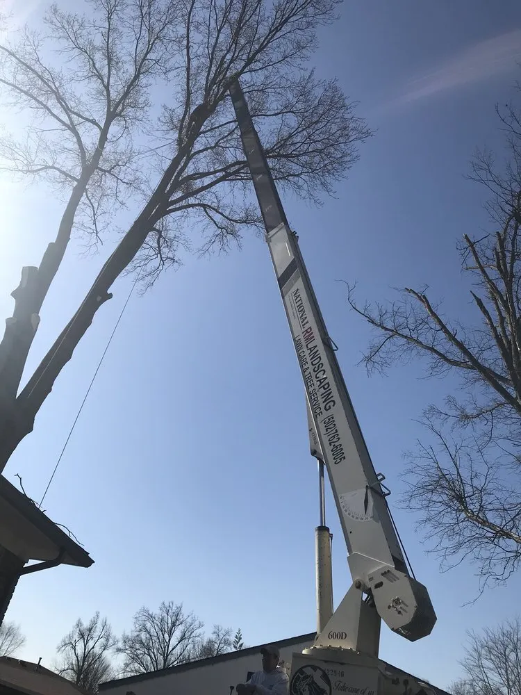 Trusted yard cleanup service in Louisville, KY by Rm Tree & Stump Removal