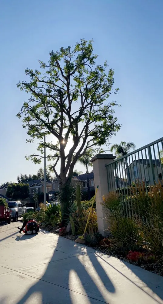 Trusted landscape installation in Santa Ana, CA - Rm Tree Care