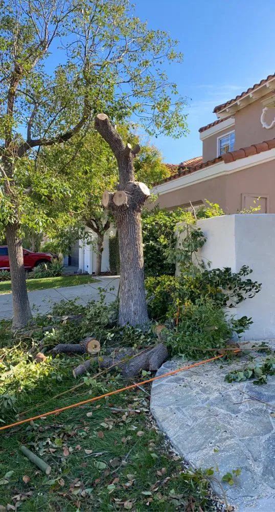 Custom yard maintenance for outdoor upgrades in Santa Ana, CA by Rm Tree Care