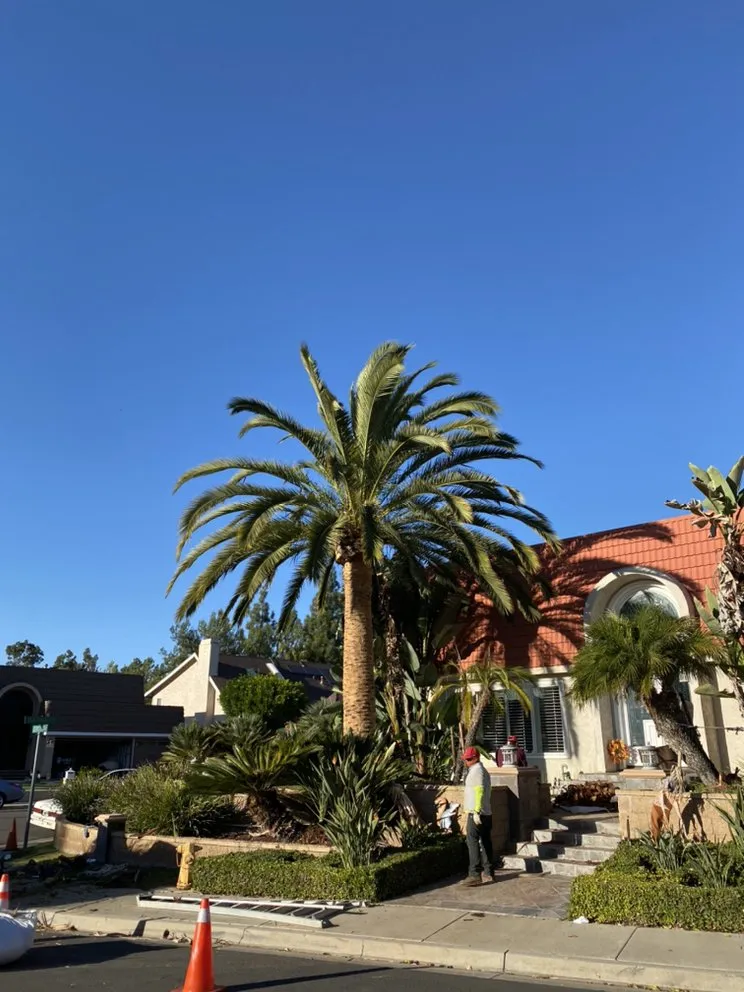 Custom landscaping services for homes in Santa Ana, CA by Rm Tree Care