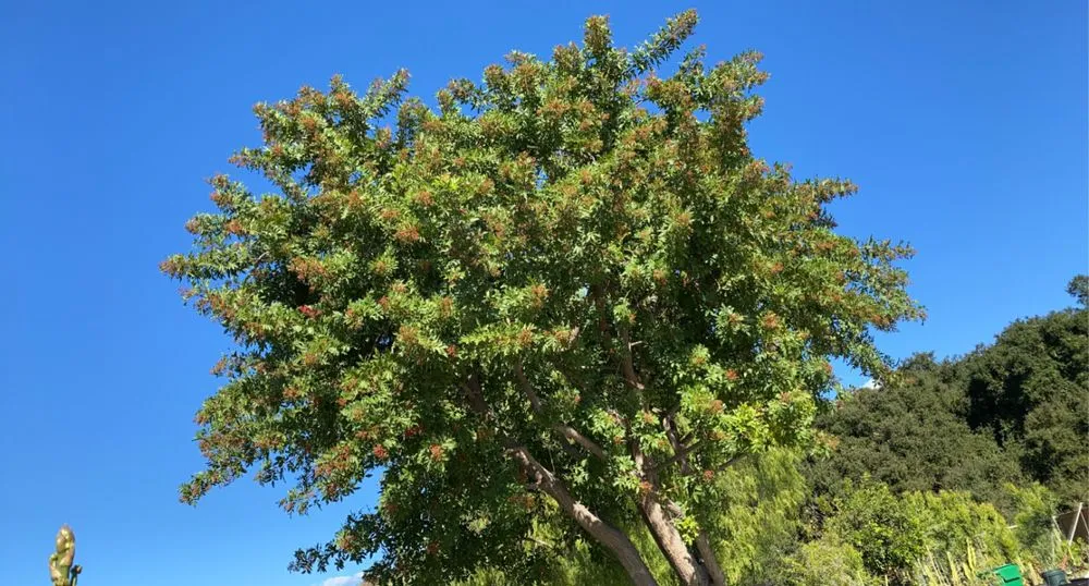 Top-rated landscaping services for outdoor upgrades in Santa Ana, CA by Rm Tree Care