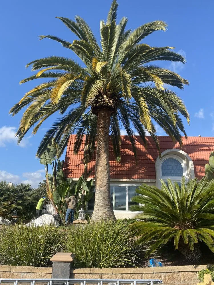 Custom yard maintenance experts serving Santa Ana, CA - Rm Tree Care