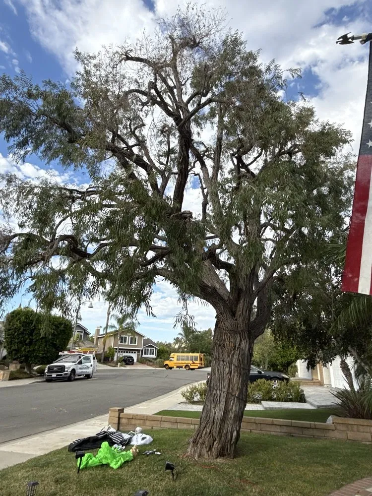 Professional outdoor landscaping in Santa Ana, CA by Rm Tree Care