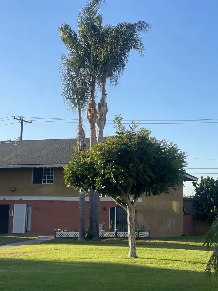 Trusted lawn care service experts serving Santa Ana, CA - Rm Tree Care