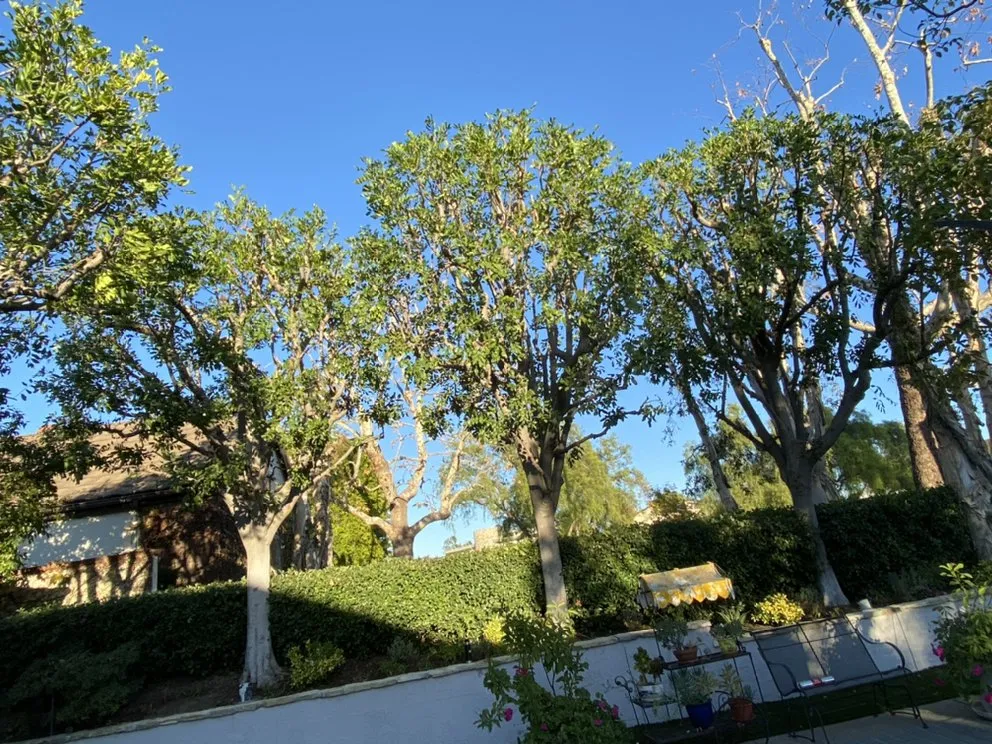 Affordable landscape design in Santa Ana, CA - Rm Tree Care