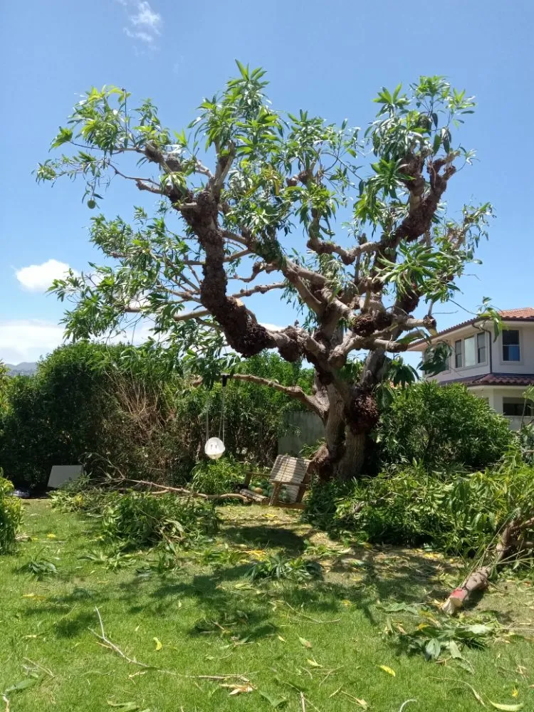 Custom landscaping services in Waipahu, HI - RM1 Yard & Landscaping Services