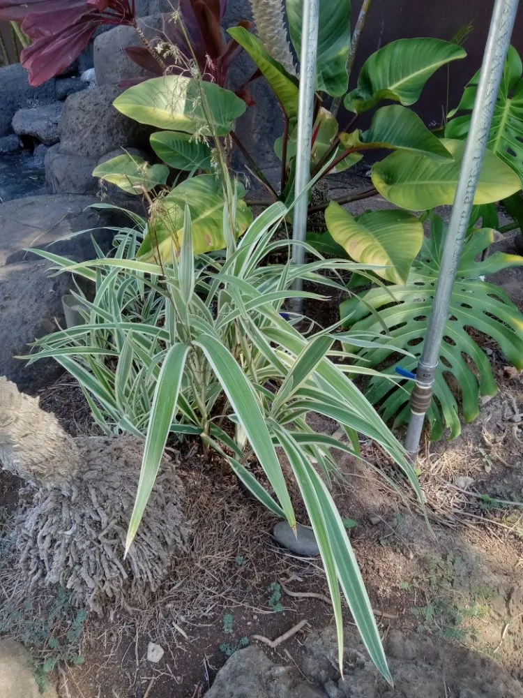 Top-rated lawn care service in Waipahu, HI - RM1 Yard & Landscaping Services