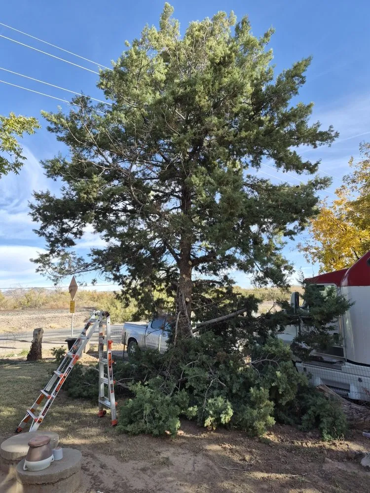 Custom landscaping services in Las Cruces, NM by RMA Tree Removal & Landscaping