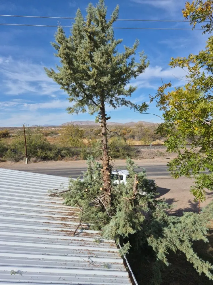 Affordable outdoor landscaping for homes across Las Cruces, NM - RMA Tree Removal & Landscaping