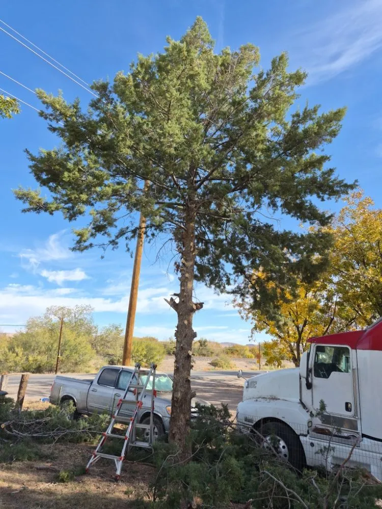 Custom yard cleanup service in Las Cruces, NM - RMA Tree Removal & Landscaping