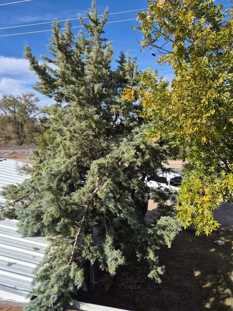 Professional lawn mowing service in Las Cruces, NM - RMA Tree Removal & Landscaping