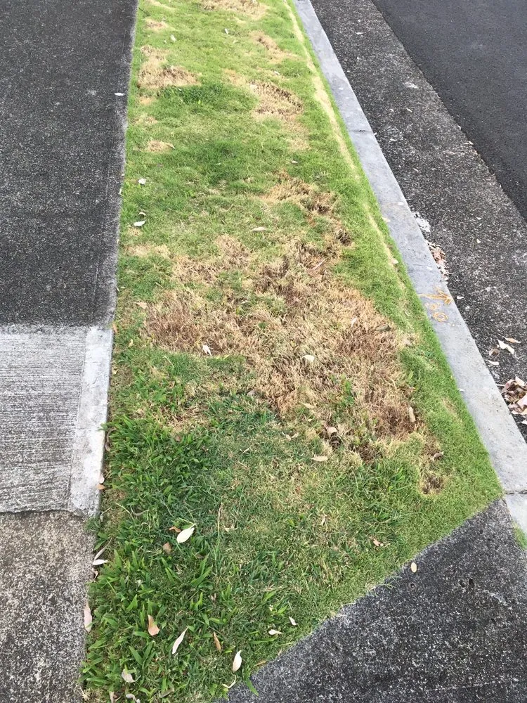 Reliable landscape design in Honolulu, HI - RMC Yard Maintenance