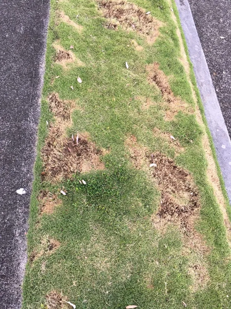 Expert landscape installation for outdoor upgrades across Honolulu, HI - RMC Yard Maintenance