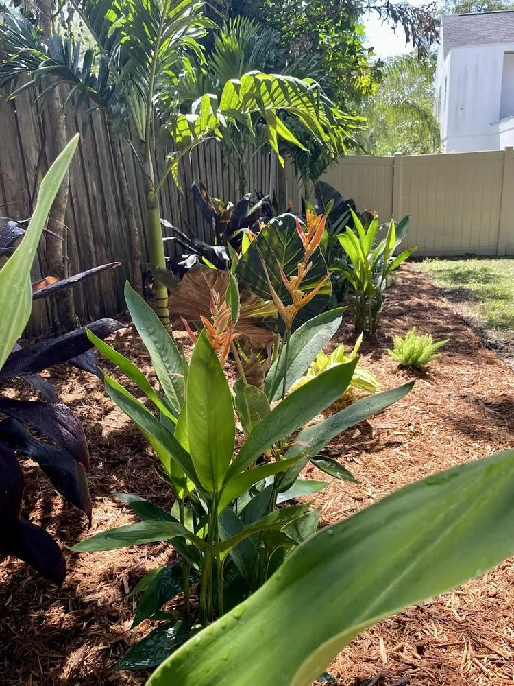 Local residential landscaping experts serving Saint Petersburg, FL - RMS Landscapes