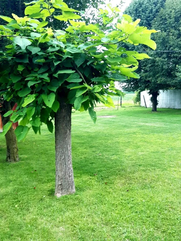 Affordable landscape installation experts serving Kokomo, IN - R&Ms Mowing