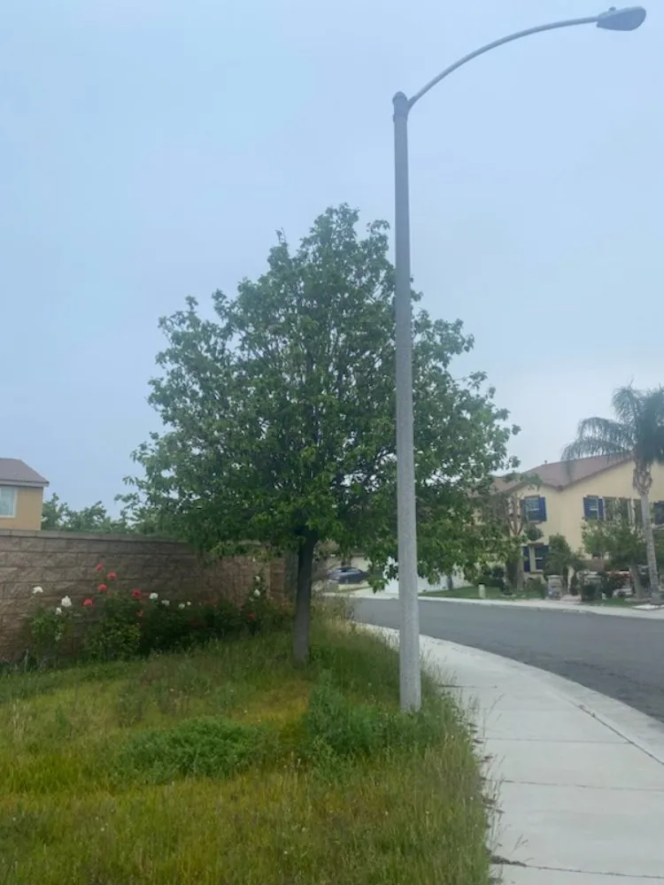 Affordable outdoor landscaping for year-round maintenance in Riverside, CA by RMW Property Pros