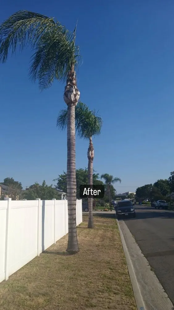 Reliable landscaping services near you in Riverside, CA by RMW Property Pros