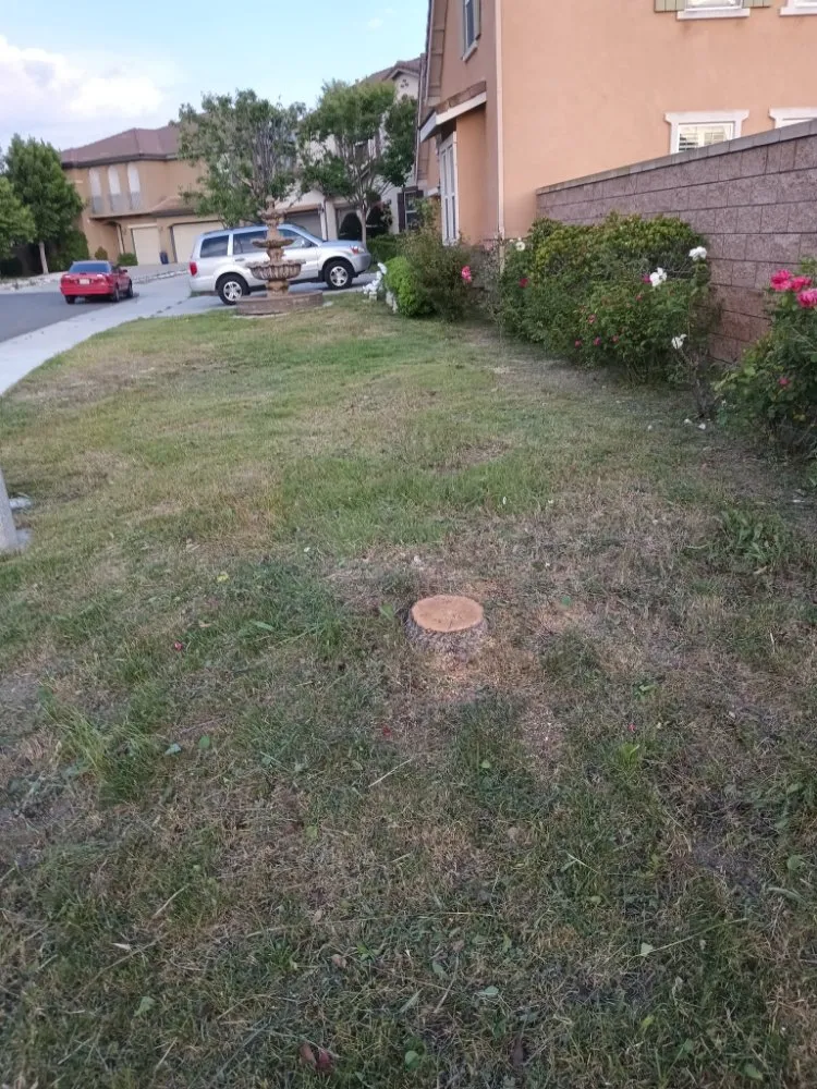 Expert yard cleanup service experts serving Riverside, CA - RMW Property Pros