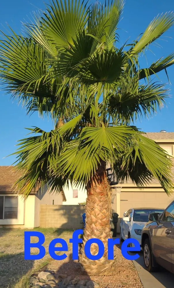 Local outdoor landscaping for beautiful yards in Phoenix, AZ by RN Landscape