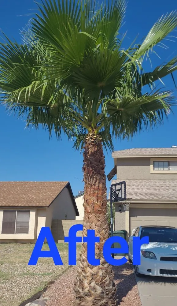 Professional lawn mowing service for year-round maintenance across Phoenix, AZ - RN Landscape