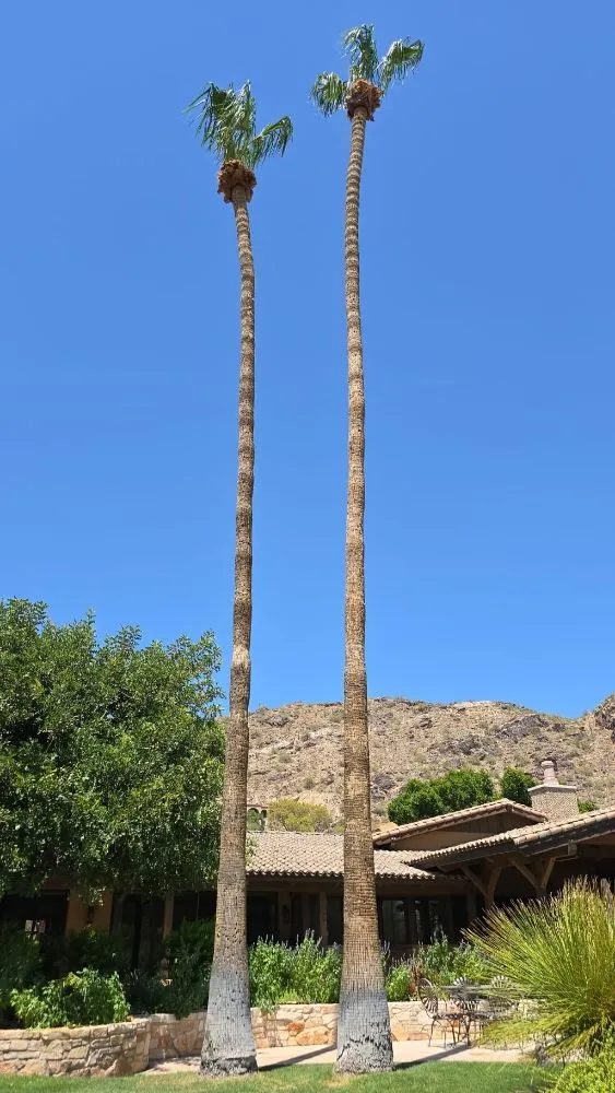 Top-rated yard maintenance in Phoenix, AZ - RN Landscape