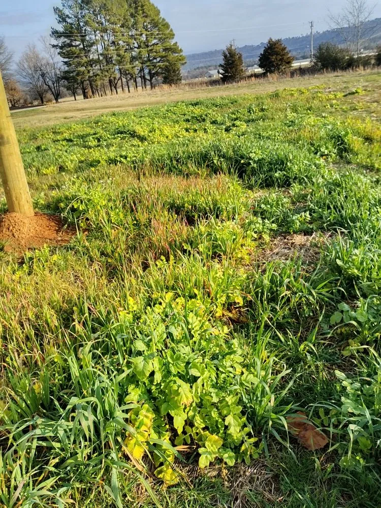 Top-rated landscape installation for year-round maintenance in Altus, AR by RnR