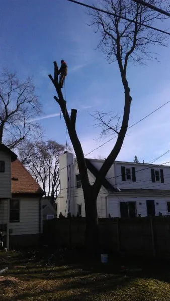 Professional residential landscaping for year-round maintenance in Troy, MI by RNS Landscaping Solutions